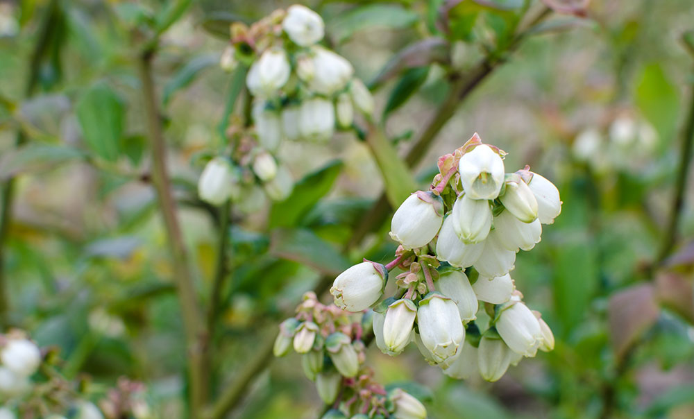 Flores del arándano