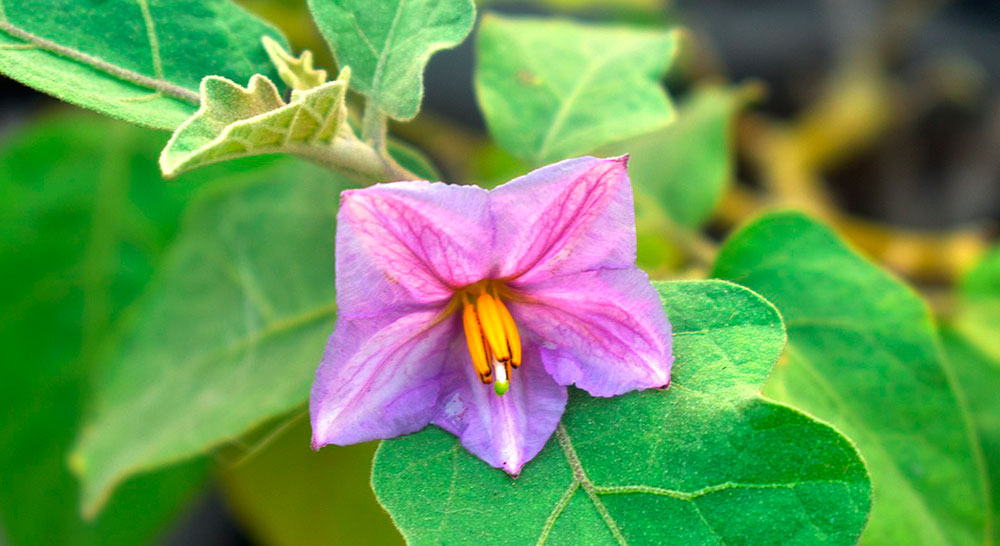 Flores de berenjena