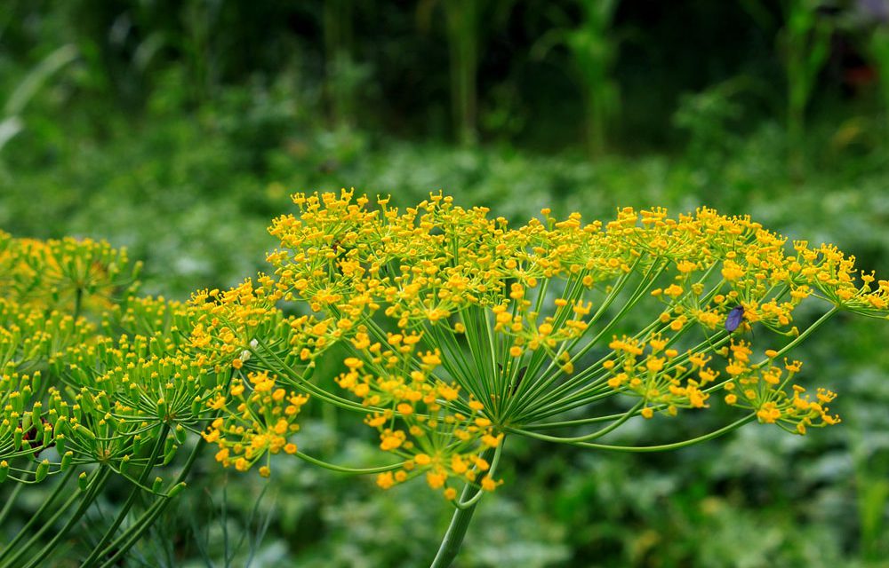 Cultivo del eneldo