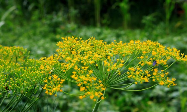 Cultivo del eneldo