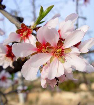 Flores de frutales