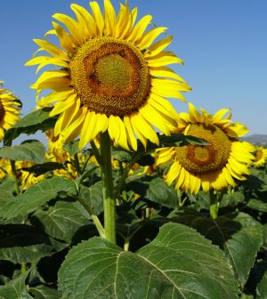 Flores de girasol