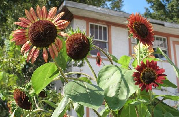 Cultivo del girasol