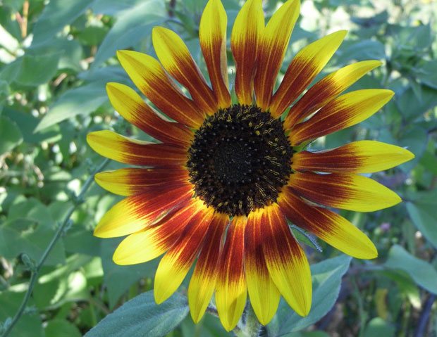 Variedades de girasol