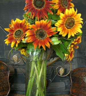 Variedades de girasol