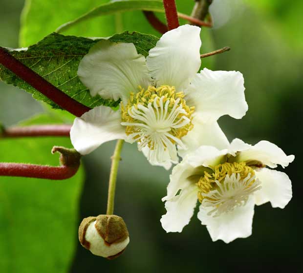 Flores de kiwi Actinidia deliciosa