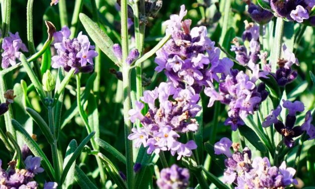 Informe técnico para el cultivo de Lavanda