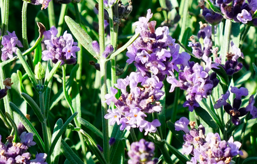 Informe técnico para el cultivo de Lavanda