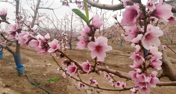 Bioestimulantes para floración y cuajado de frutos