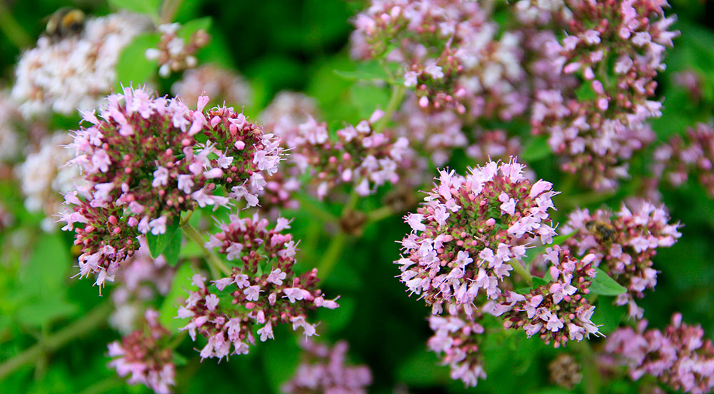 Flores de Origanum vulgare