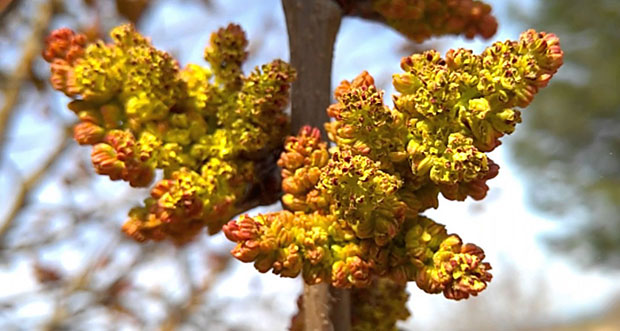 Flores del pistachero