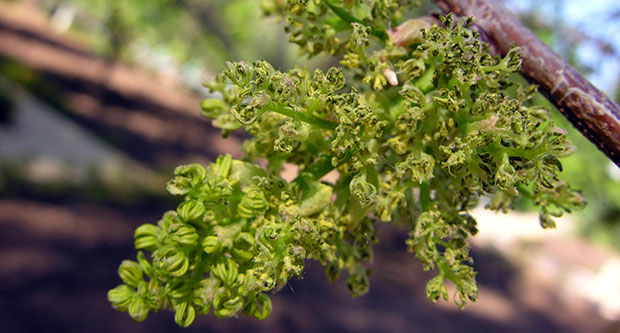 Plagas y enfermedades del pistachero