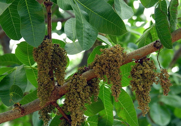 La floración y polinización del pistacho