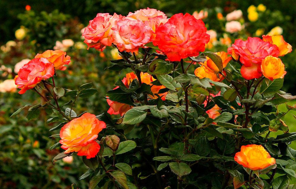 Flores de rosal en el huerto