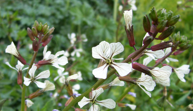 Flores de rúcula