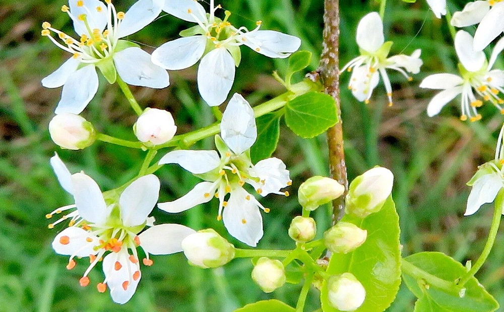 Flores del Prunus Mahaleb