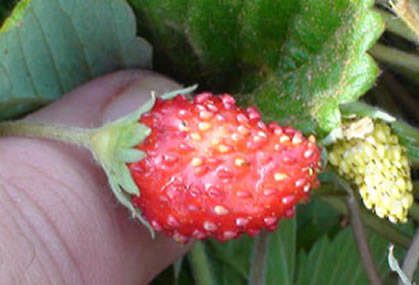 Variedades de fresas para el huerto urbano