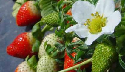 ¿Cómo plantar las fresas en el huerto urbano?