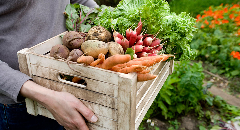 Frutas y hortalizas del huerto