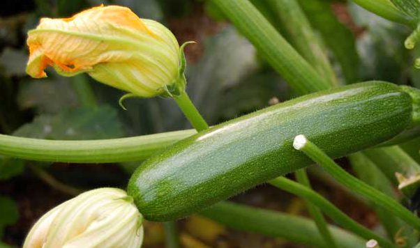 Necesidades de cultivo del calabacín