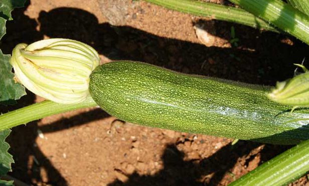 Variedades de calabacín