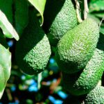El aguacate