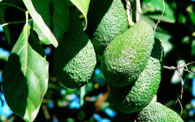 El aguacate