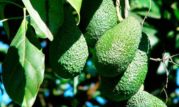El aguacate