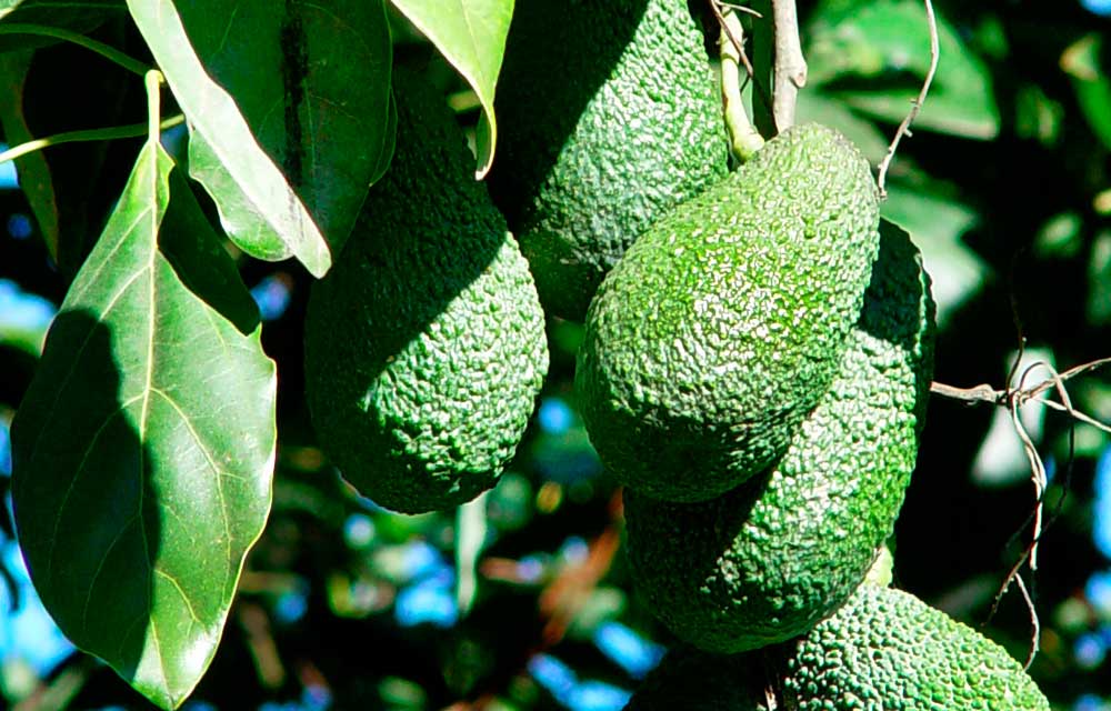 El aguacate