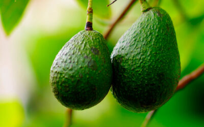 Cultivo del aguacate