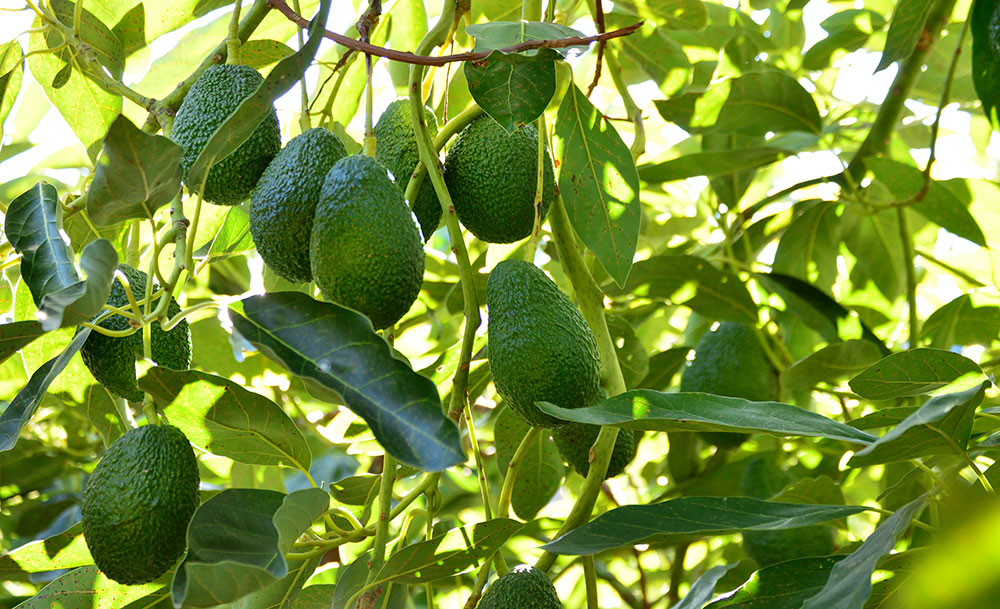 Cultivo del aguacate