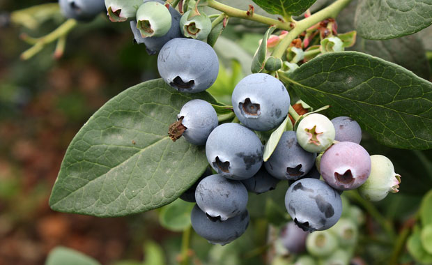 Frutos de arándano