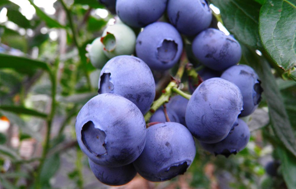 El cultivo del arándano