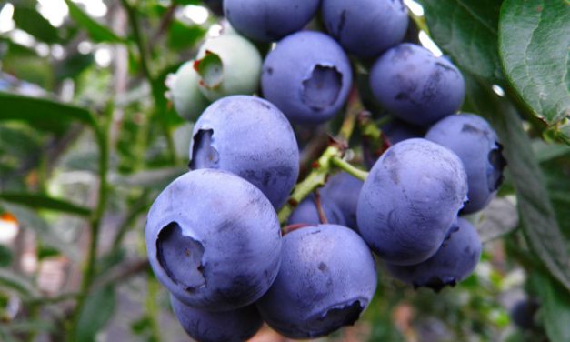 El cultivo del arándano