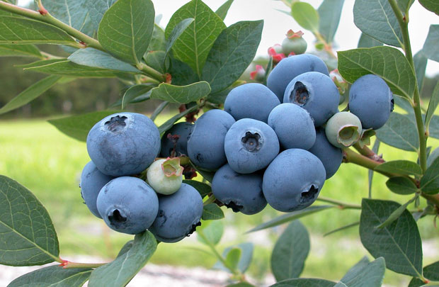 Frutos de arándano