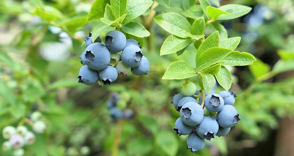 Frutos del arándano