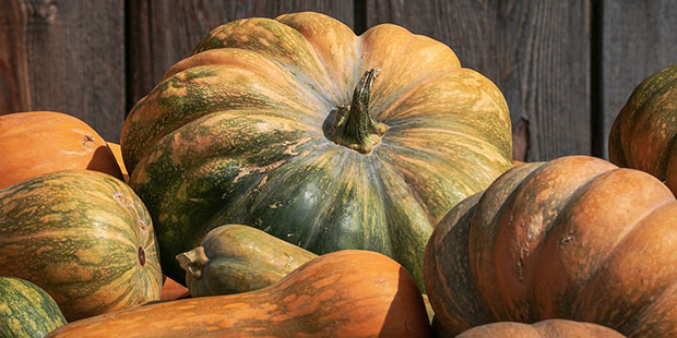 Frutos de calabaza