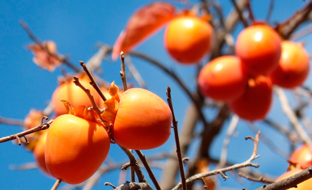 Frutos de caqui