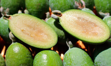 La feijoa