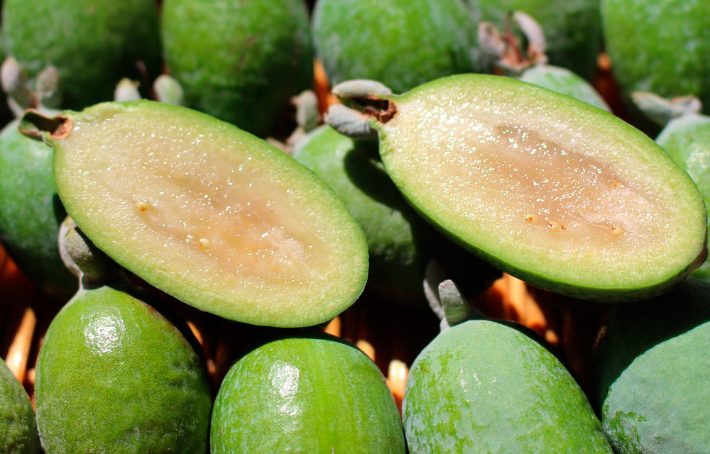 Feijoa
