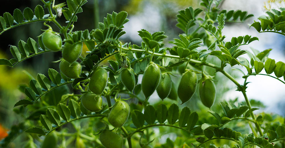 Frutos de garbanzos