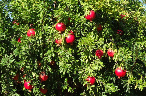 frutos-de-granado-en-el-arbol.jpg