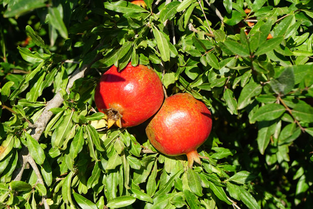 Frutos de granado en el árbol