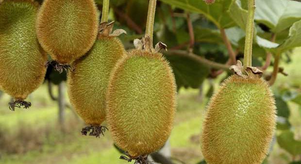 Cultivo del kiwi