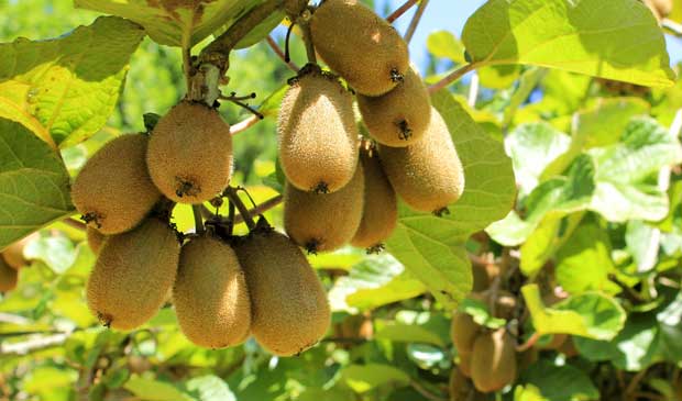 Frutos de kiwi maduros