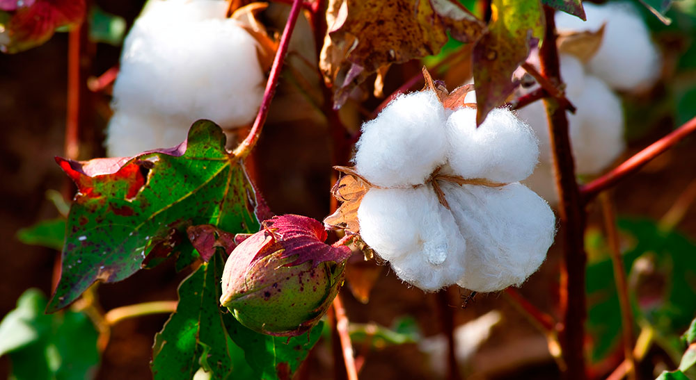 Frutos de la planta de algodón.