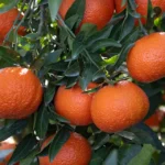 Variedad de mandarina Leanri