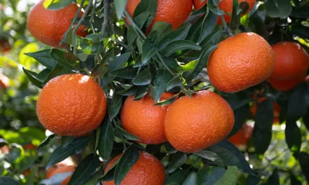 Variedad de mandarina Leanri