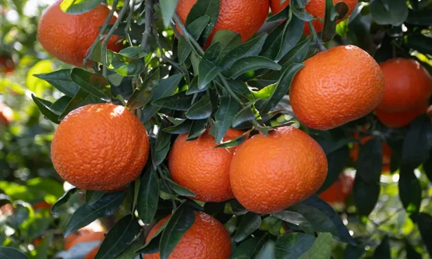 Variedad de mandarina Leanri