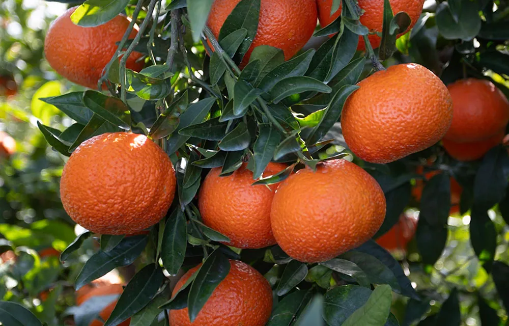 Variedad de mandarina Leanri